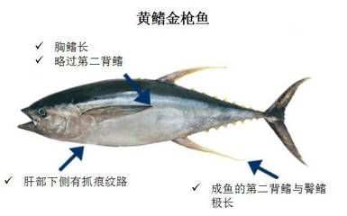 黄鳍金枪鱼价格,蓝鳍金枪鱼图片