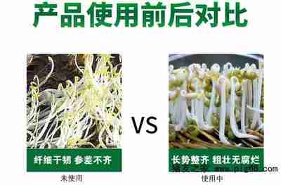 芽菜的种植方法,芽菜的种植方法和管理