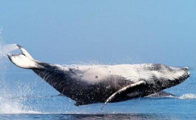 比蓝鲸重10000倍的动物,比蓝鲸大1万倍的动物