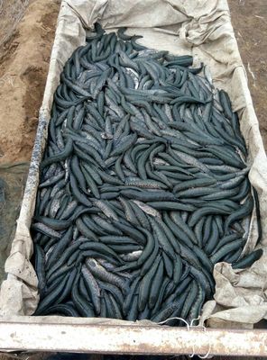 养一亩黑鱼一年收入多少钱,养一亩黑鱼一年收入多少钱黑鱼的养殖技术