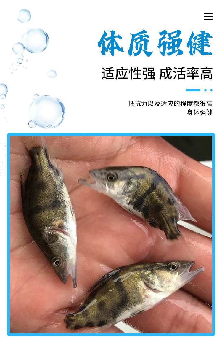 桂鱼和鳜鱼的区别,桂鱼和鳜鱼的区别图片