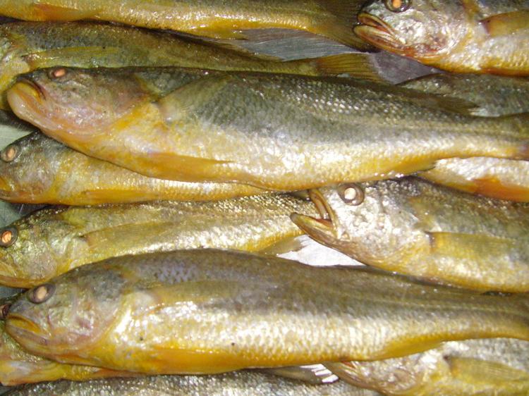 黄鱼和黄花鱼哪个贵,真假黄花鱼图片对比