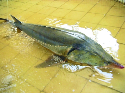 世界上最大的达氏鳇鱼,达氏鳇鱼多少钱一斤