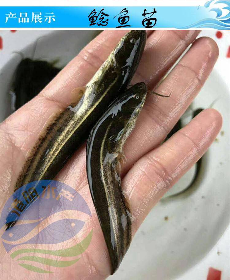 埃及鲶鱼能长多大,埃及鲶鱼一年能长多大