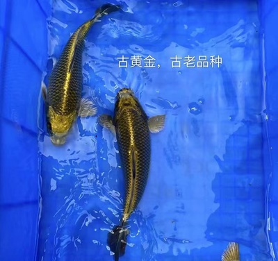 国内淡水鱼品种大全集,中国淡水鱼名录