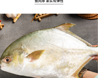 金鲳鱼和银鲳鱼的区别,金鲳鱼为何要少吃