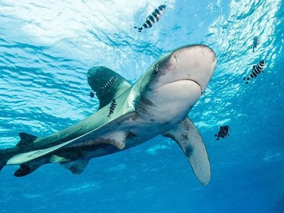 白鳍鲨图片,各种鲨鱼图片