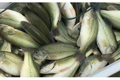 淡水鲈鱼养殖技术,淡水鲈鱼养殖经济效益