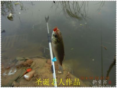中国钓鱼网野钓视频,中国钓鱼网下载