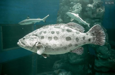 石斑鱼价格多少钱一斤,深海石斑鱼的价格是多少