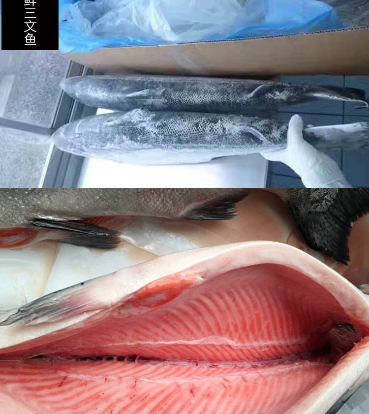 大西洋鲑鱼和三文鱼的区别,三文鱼和鲑鱼是一种鱼吗