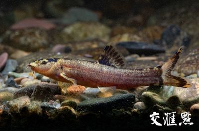 紫薄鳅,紫薄鳅是保护鱼类吗?