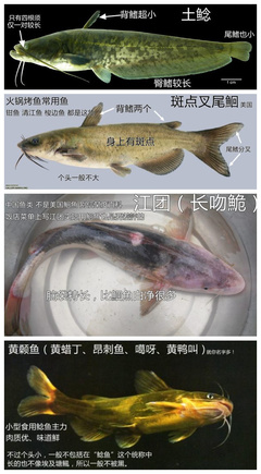 清江鱼是世界上最脏的鱼,清江鱼是世界上最脏的鱼清江鱼的做法