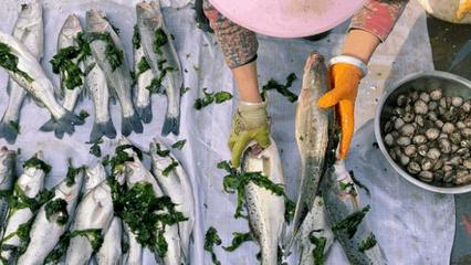 野生海鲈鱼一般多少一斤,海里野生鲈鱼一般多少一斤