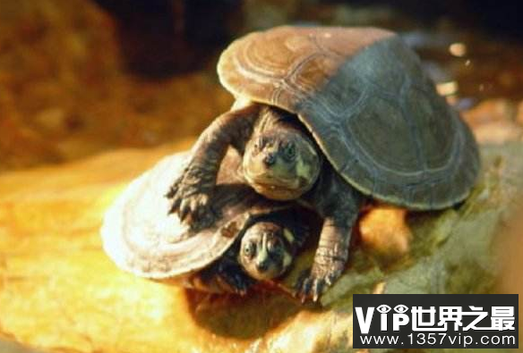 十大最值得养的龟,中国十大最值得养的龟