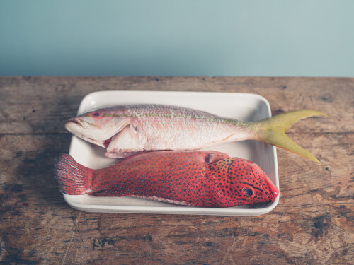 淡水红鲳鱼的危害,红鲳鱼对水质的要求