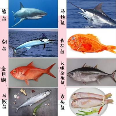 常见食用海鱼大全,各种食用海鱼