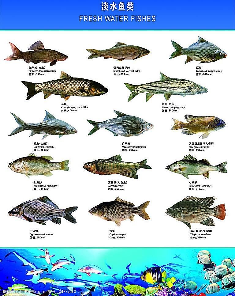 中国淡水鱼类大全,中国淡水鱼类大全图片