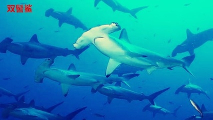 最危险的七种鲨鱼,世界上最危险的鲨鱼排名第一