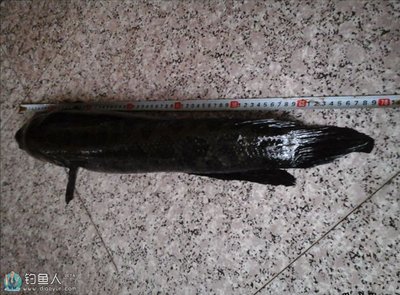 巨型黑鱼,巨型黑鱼图片