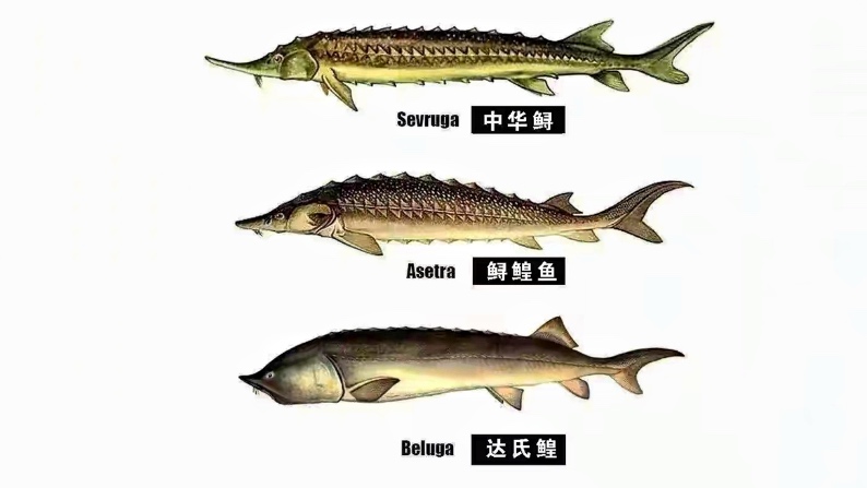 鳇鱼和鲟鱼有什么区别,鳇鱼和鲟鱼有什么区别