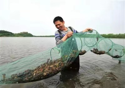 泥鳅养殖技术,泥鳅养殖技术教程