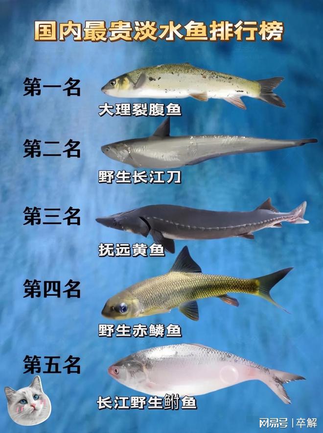 中国最贵十种淡水鱼,中国最贵十种淡水鱼